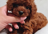 Toy Boy Poodle Sevimli Bebeklerimiz